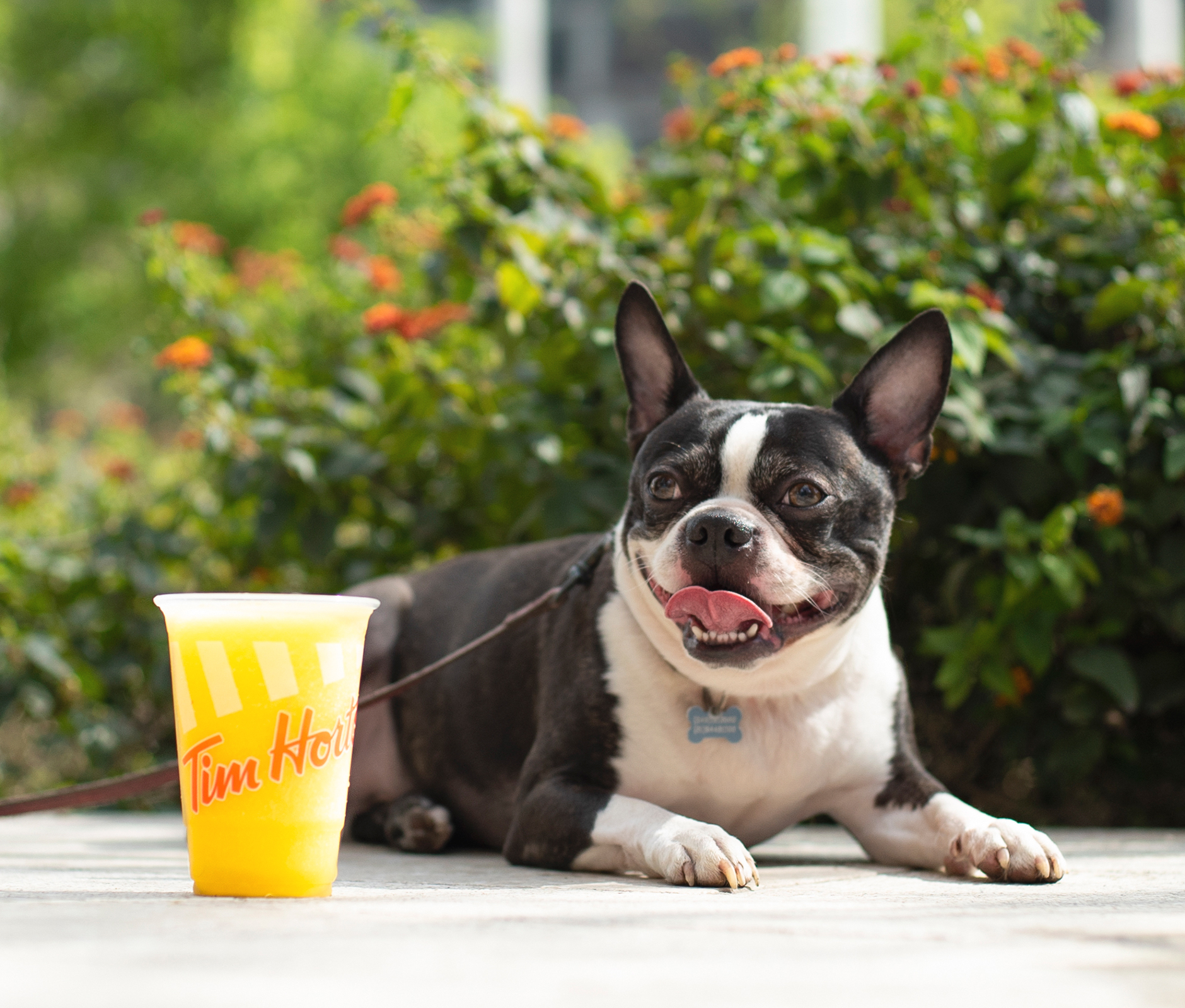 BullDog chilling with fruit smoothie from Tim Hortons