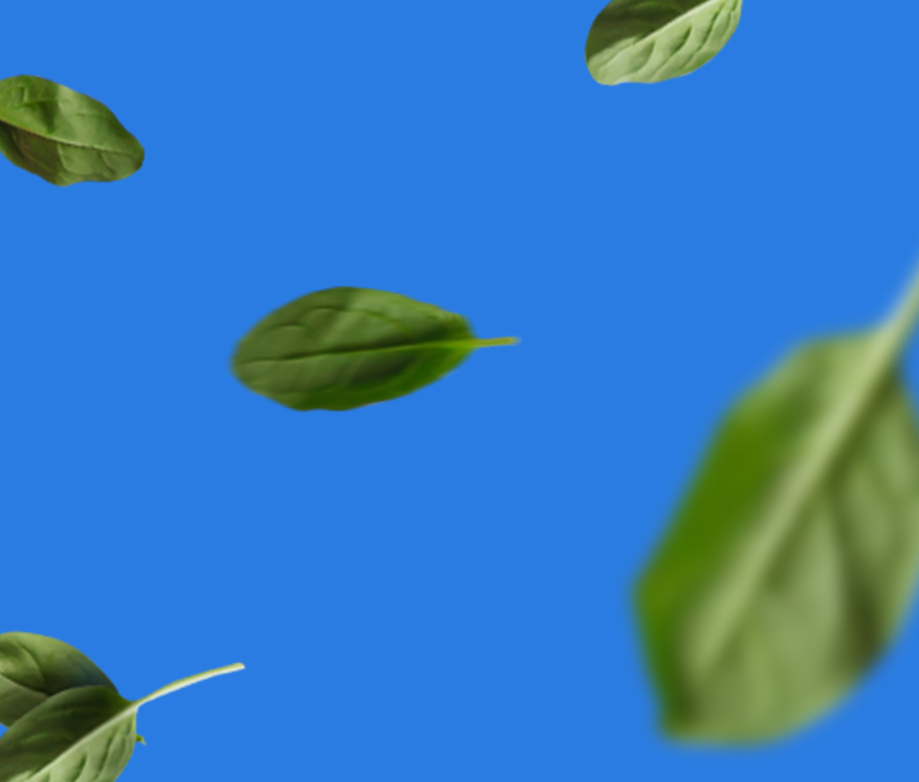 Basil leafs falling 